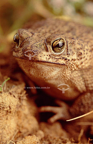  (Bufo granulosus) Granular Toad - Frog - Ecosystem of Caatinga - Brasil 