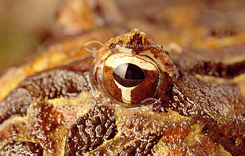  (Proceratophrys cristiceps) Horned Frog - Ecosystem of Caatinga - Brazil 