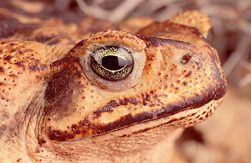  (Bufo paracnemis) Cururu Toad (female) - Ecosystem of Caatinga - Brazil 