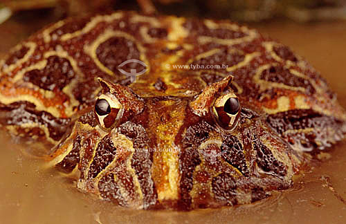  (Proceratophrys cristiceps) Horned Frog - Ecosystem of Caatinga - Brazil 