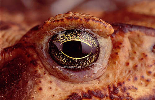  (Bufo paracnemis) Cururu toad (female) - Ecosystem of Caatinga - Brazil 