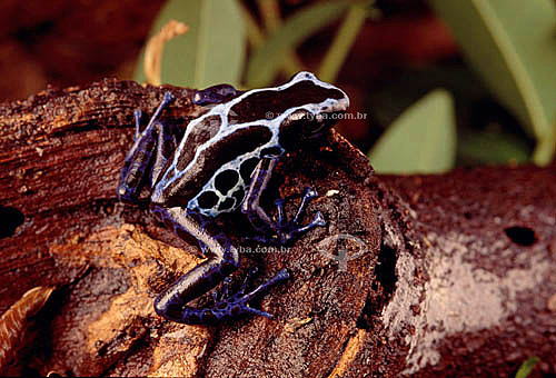  (Dendrobates tinctorius) Dyeing Poison Frog - Caatinga Ecosystem - Brazil 