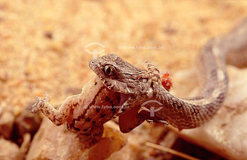  (Thamnodynastes pallidus) Ground Snake hunting down a frog - Ecosystem of Caatinga - Brazil 