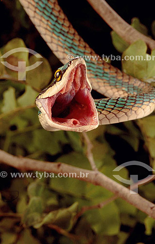  (Leptophis ahaetulla) Parrot Snake, snake without poison with opened mouth- snake from Caatinga Ecosystem - Brazil 