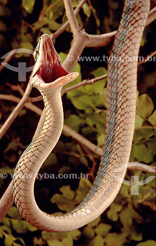  (Leptophis ahaetulla) Parrot Snake, snake without poison  with open mouth - snake from Caatinga Ecosystem - Brazil 