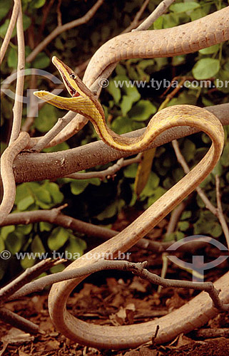  (Oxybelis aeneus) Brown Vine Snake or Mexican Vine Snake - snake without poison - open mouth snake from Caatinga Ecosystem - Brazil 