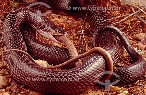  (Clelia occipitolutea) Mucurana or Mussurana Snake hunting down a Vine Snake - Ecosystem of Caatinga - Brazil 