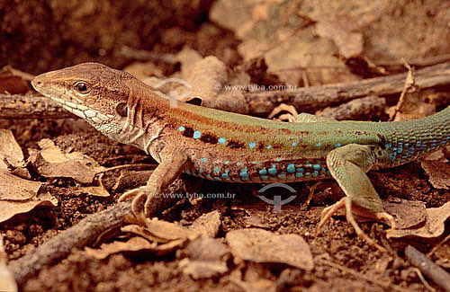  (Cnemidophorus ocellifer) Tropical teiid lizard - Ecosystem of Caatinga - Brazil 
