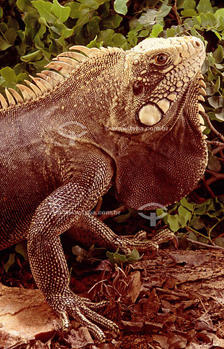  (Iguana iguana) Common Iguana or Green Iguana - lizard - Ecosystem of Caatinga - Brazil 