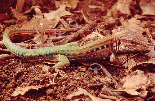  (Cnemidophorus ocellifer) Tropical teiid lizard - Ecosystem of Caatinga - Brazil 