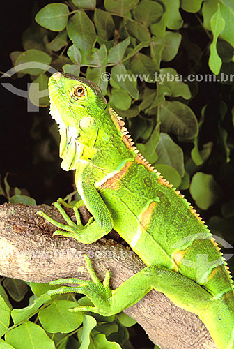  (Iguana iguana) Common Iguana or Green Iguana - Caatinga Ecosystem - Brazil 