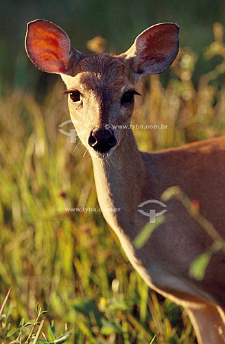  (Mazama americana) Red Brocket Deer (female) - Ecosystem of Caatinga - Brazil 