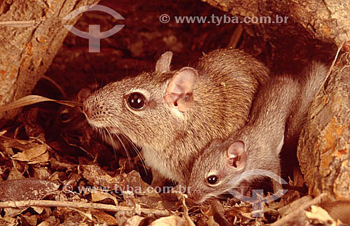  (Thrichomys apereoides) - spiny rat inside the burrow - Ecosystem of Caatinga - Brazil 
