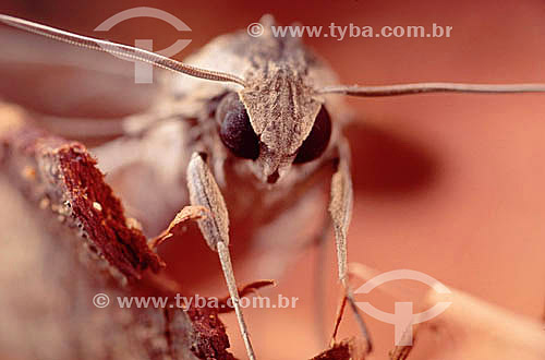  (Arctiidae sp.) - moth - Ecosystem of Caatinga - Brazil 