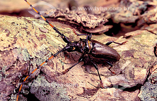  (Insecta/Coleoptera/Cerambycidae) - Long horn beetle - Caatinga Ecosystem - Brazil 