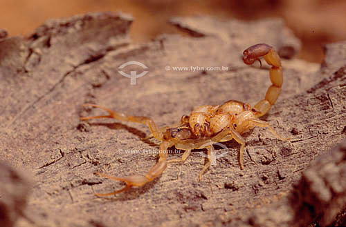  (Tytios) - scorpion carrying young - Ecosystem of Caatinga - Brazil 