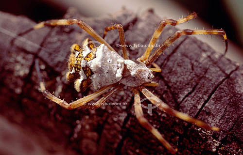  (Argiope argentata) Silver Argiope - spider - Ecosystem of Caatinga - Brazil 