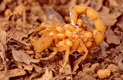  (Tityus Stigmurus) - Scorpion carrying young - Ecosystem of Caatinga - Brazil 