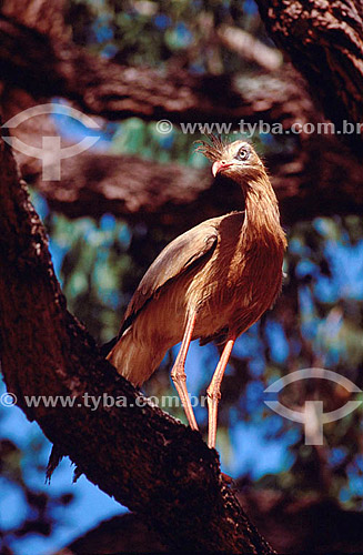  (Cariama cristata,  Cariamidae) Red-Legged Seriema - bird - Brazil 