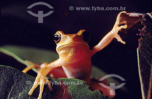  Tree Frog - Cerrado Ecosystem - Brazil 