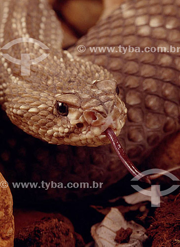  (Crotalus durissus ruruima) Rattlesnake - Ecosystem of Cerrado - Brazil 