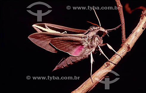  (Erynnis sp.) Moth - Ecosystem of Cerrado - Brazil 