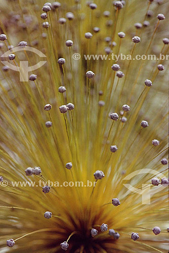  (Euriocaulaceae) Everlasting Flower -  Cerrado Vegetation - Brazil 
