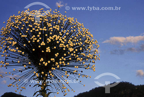  Sempre-Vivas, flower of cerrado ecosystem - Brazil 