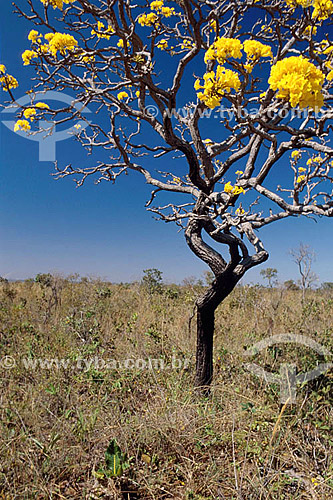  (Acacia auriculiformis) Pau para Tudo tree - Cerrado Vegetation - Chapada dos Guimaraes Region - Mato Grosso state - Brazil 