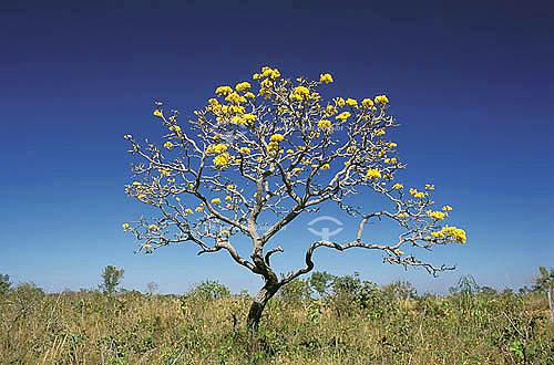  Pau-para-tudo,  Flowering tree - Chapada dos Guimaraes Mountain Range - Cerrado Ecosystem - Mato Grosso state - Brazil 