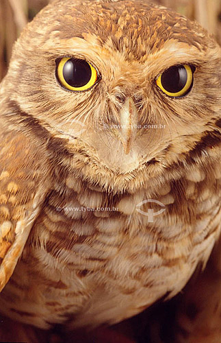  (Athene cunicularia) Burrowing Owl - Atlantic Rainforest - Brazil 