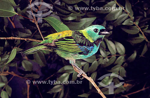  (Tangara seledon) Green-Headed Tanager - Atlantic Rainforest - Brazil 