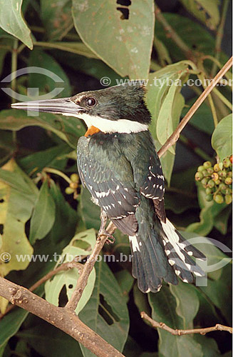  (Chloroceryle americana) Green Kingfisher - Atlantic Forest - Brazil 