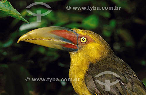  (Baillonius bailloni) Saffron Toucanet -  Atlantic Rainforest - Brazil 