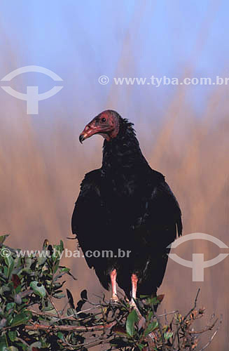  (Cathartes aura) Turkey Vulture - Emas National Park - Cerrados of Goias state - Brazil 