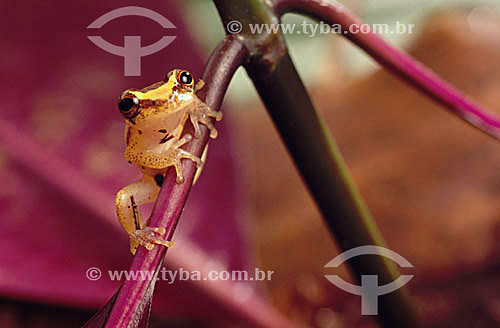  (Hyla faber) - Hammer Frog - Atlantic Rainforest - Brazil  