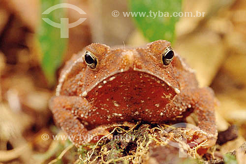  (Bufo typhonius) - frog - Atlantic Rainforest - Brazil  