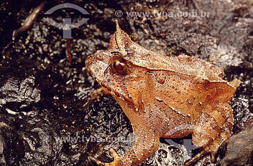  (Proceratophrys boiei) Four-Eyed Frog -  Atlantic Rainforest - Brazil 