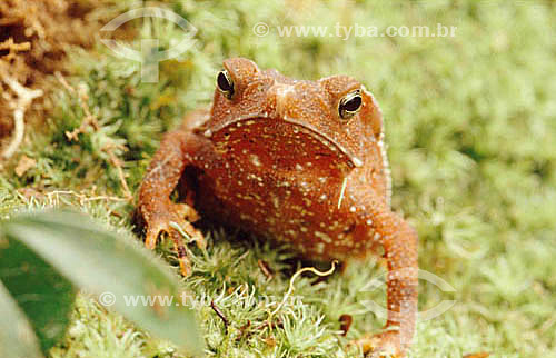  (Bufo typhonius) - frog - Atlantic Rainforest - Brazil  