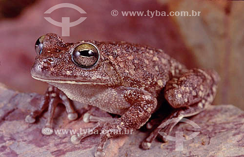  Frog - Atlantic Rainforest - Brazil 