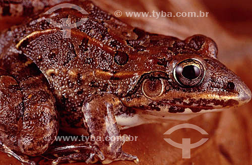  Frog - Atlantic Rainforest - Brazil 
