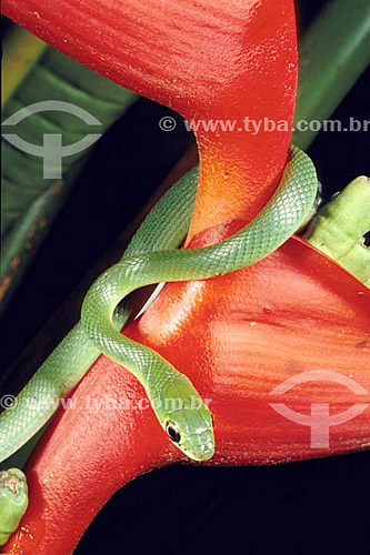  (Leptophis ahaetulla) - Vine Snake - Atlantic Rainforest - Brazil 