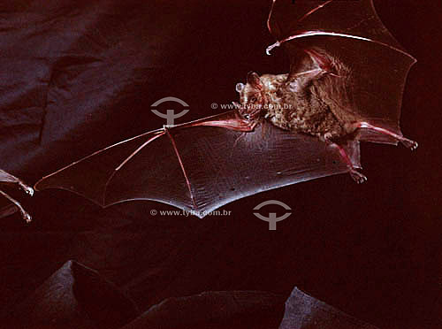  (Phyllostomidae) - bat - Atlantic Rainforest - Brazil 