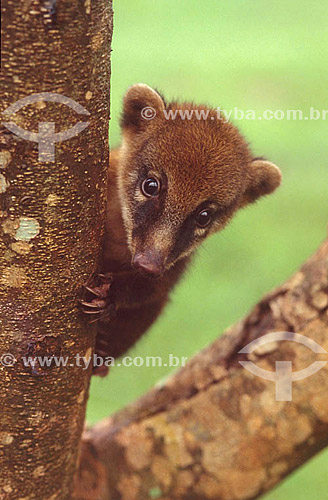  (Nasua nasua) Ring-Tailed Coati - Atlantic Rainforest - Brazil 