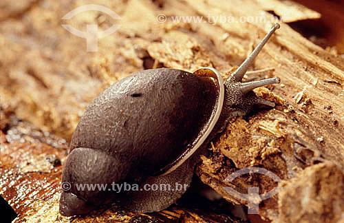  (Megalobulimus) - Snail - Atlantic Rainforest - Brazil 