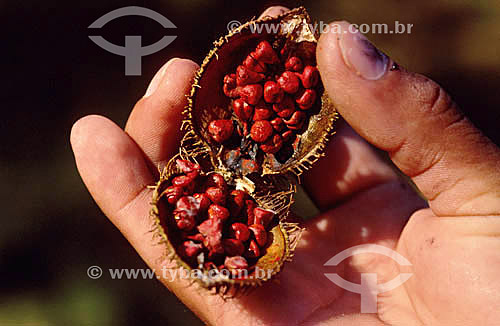  (Bixa arborea) - Urucum seeds - Discovery Coast* - Bahia state - Brazil  * The Costa do Descobrimento (Discovery Coast site, Atlantic Forest Reserve) is a UNESCO World Heritage Site since 12-01-1999 and includes 23 areas of environmental protection  