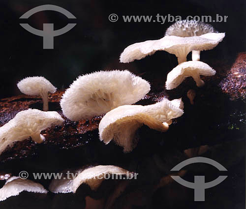  Mushroom at a tree branch - Atlantic Rainforest - Brazil 