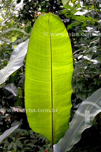  Caeté typical leaf of the Atlantic Rainforest - North coast of Sao Paulo state - Brazil 
