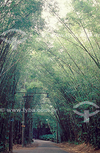  Bamboos at Floresta da Tijuca (Tijuca Forest)* - Atlantic Rainforest - Rio de Janeiro city - Rio de Janeiro state - Brazil  * It is a National Historic Site since 04-27-1967. 