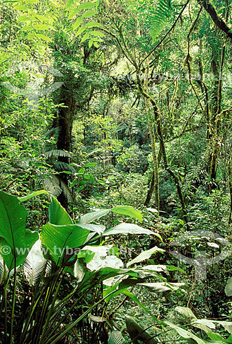  Dense forest with high diversity - Atlantic Forest* - Ribeirao Preto district - Sao Paulo state - Brazil  